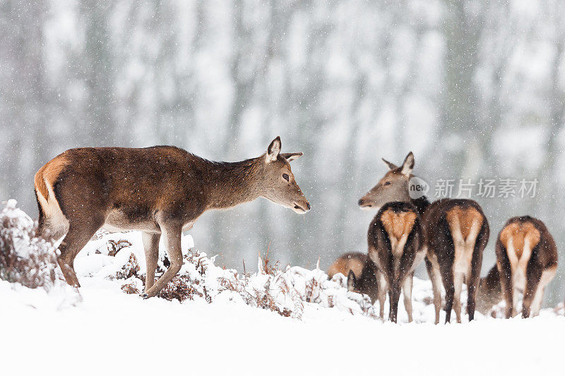 马鹿(Cervus elaphus)